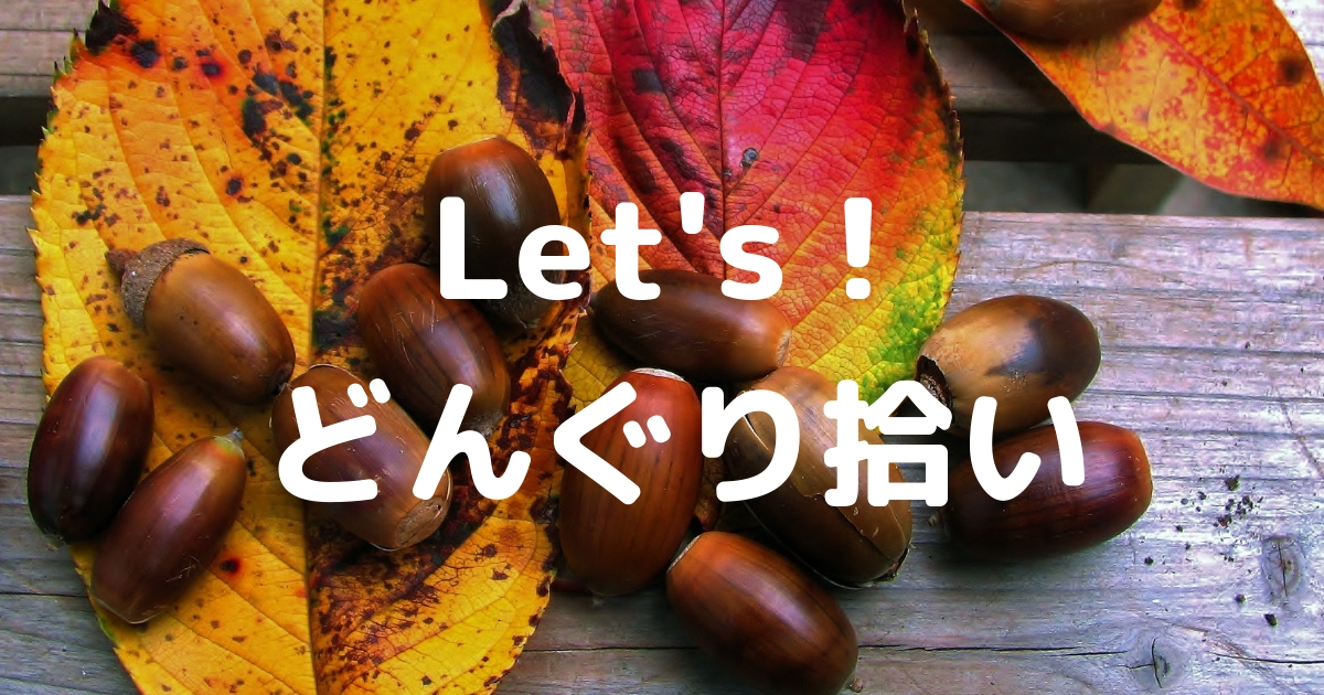 どんぐり拾いにおすすめの時期は 拾ったどんぐりは 煮沸してからあそぼう