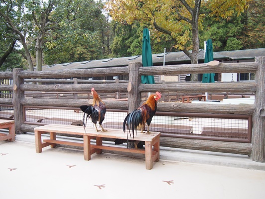 万騎が原ちびっこ動物園　こども自然公園