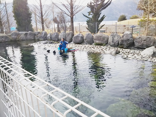 箱根水族園アザラシショー