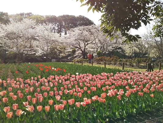 ふれあいの森