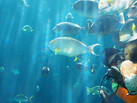 箱根水族園