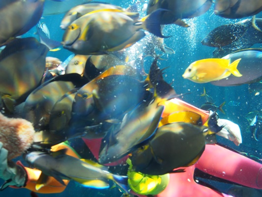 箱根水族園