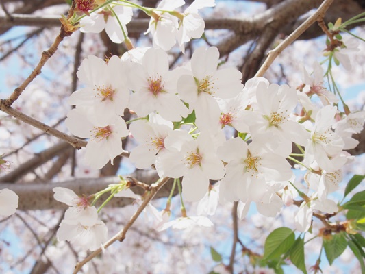 千本桜