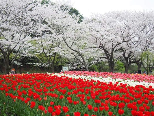 ふれあいの森