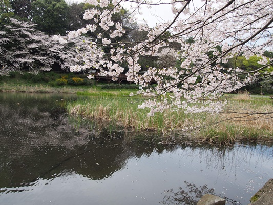 泉の森