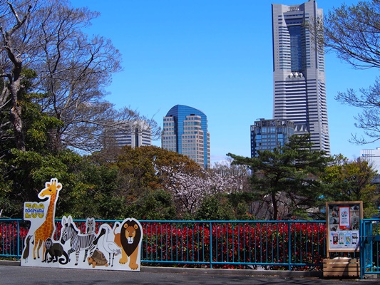 野毛山動物園景色