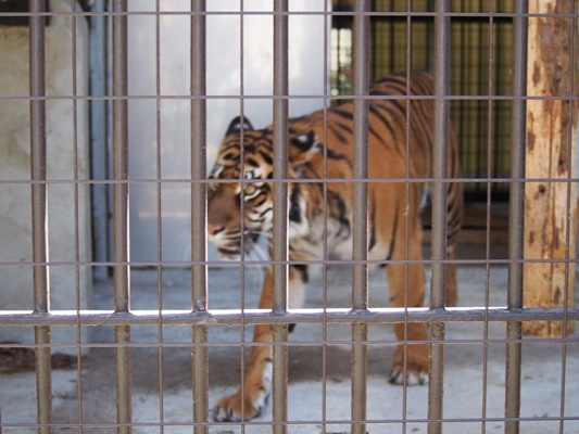 野毛山動物園トラ