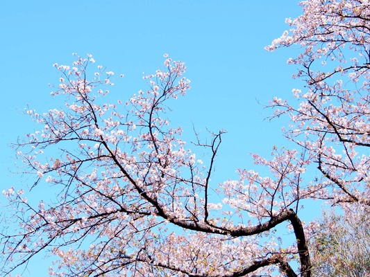 野毛山動物園　桜