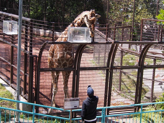 野毛山動物園　キリン