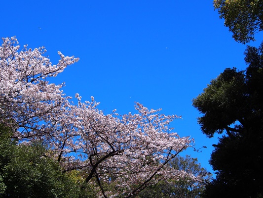 野毛山動物園　桜