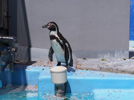 野毛山動物園ペンギン