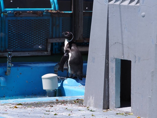 野毛山動物園ペンギン