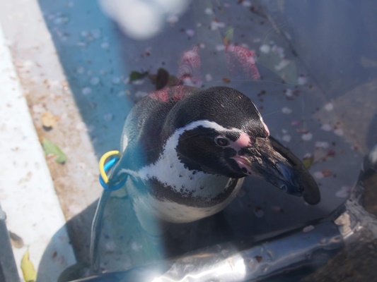 野毛山動物園ペンギン