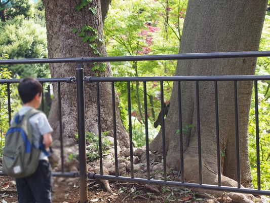 野毛山動物園りす