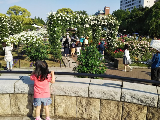 山下公園バラ園