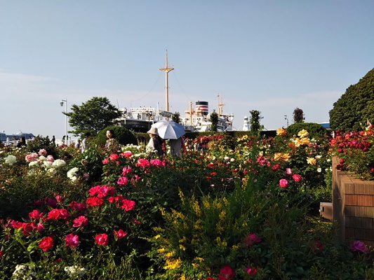 山下公園バラ園