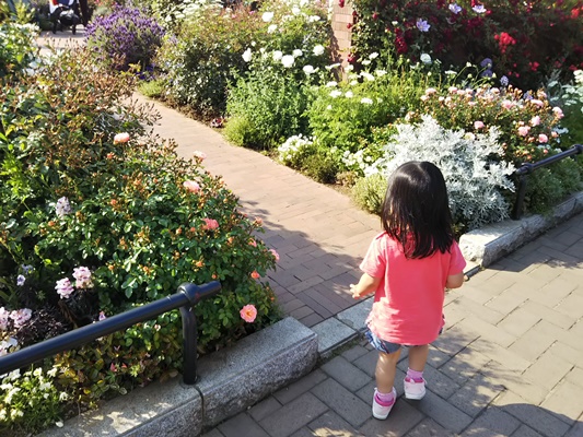 山下公園バラ園