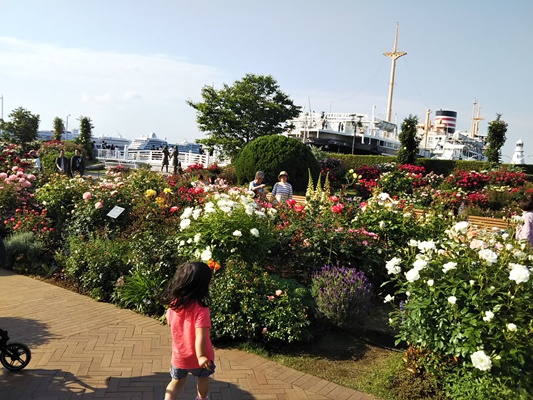 山下公園バラ園