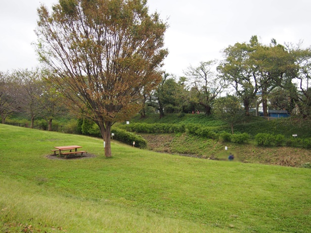 県立相模三川公園芝生